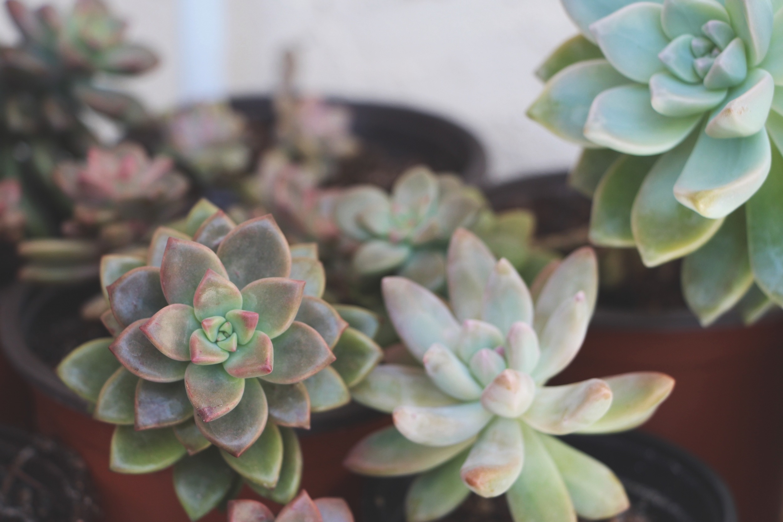 succulents via needles + leaves